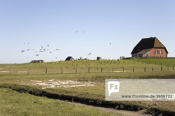 Schwarm von Gänsen auf der Hallig Nordstrandischmoor im Nationalpark Schleswig Holsteinisches Wattenmeer  Unesco Weltnaturerbe  Schleswig-Holstein  Nordfriesland  Norddeutschland  Deutschland  Europa