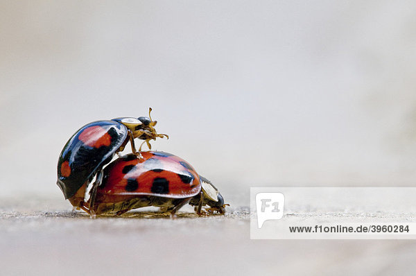 Two ladybird beetles in copulo