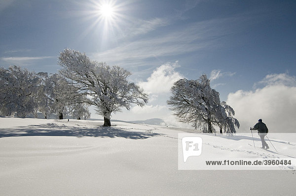 Winter landscape and cross-country skiers  Black Forest  Baden-Wuerttemberg  Germany  Europe