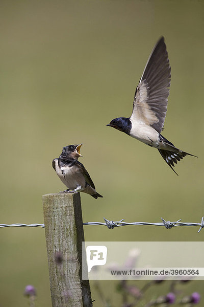 Barn Swallow (Hirundo rustica) fledgling on fence post being fed by adult in flight