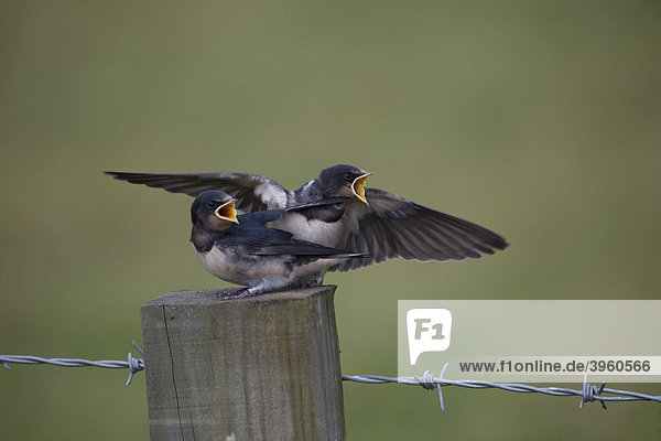 Barn Swallow (Hirundo rustica) fledglings on fence post  beaks open