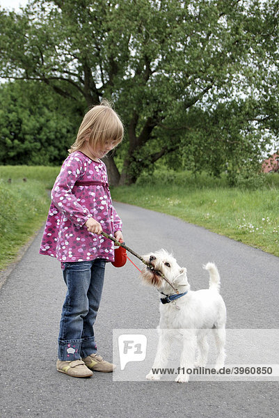 Girl  5  playing fetch-the-stick with a Miniature Schnauzer