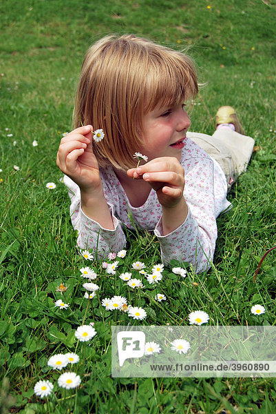 Girl  5 years  lying on a meadow with daisies (Bellis perennis) and holding flowers in her hands