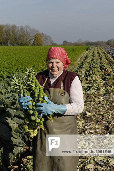 Bäuerin  Frau mit frisch geerntetem Rosenkohl  Gemüse vom Bauernhof  mit Krautfeldern  Ismaning  bei München  Oberbayern  Deutschland  Europa