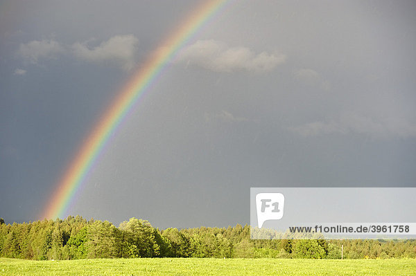 Regenbogen bei Königsdorf  Oberbayern  Bayern  Deutschland  Europa