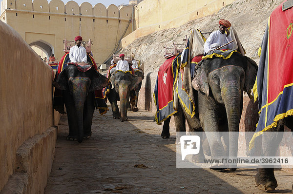 Riding on elephants to the Fort Amber Palace  Amber  Rajasthan  North India  Asia