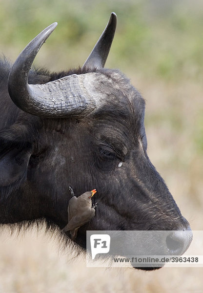 Kaffernbüffel oder Afrikanischer Büffel (Syncerus caffer) und Gelbschnabel-Madenhacker (Buphagus africanus)  Masai Mara  Kenia  Afrika