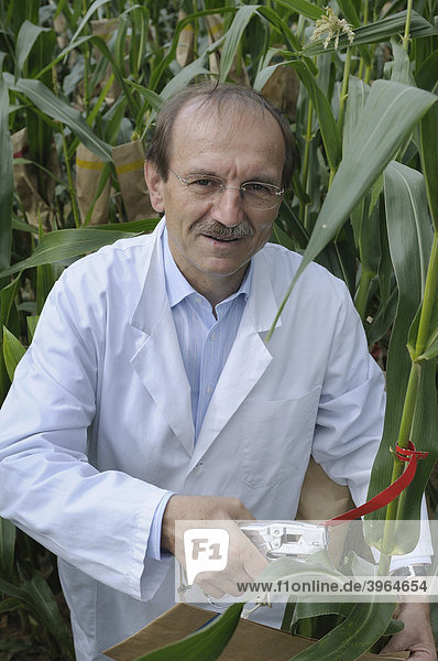 Prof. Dr. Melchinger  Forschungsbereich Hybridzüchtung  auf dem Versuchs-Maisfeld der Universität Hohenheim  Baden-Württemberg  Deutschland  Europa