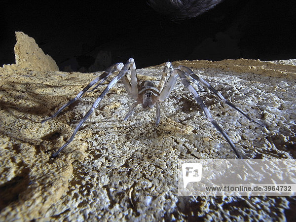 Höhlenspinne Nesticidae , Tsingy De Ankarana, Nordmadagaskar ...