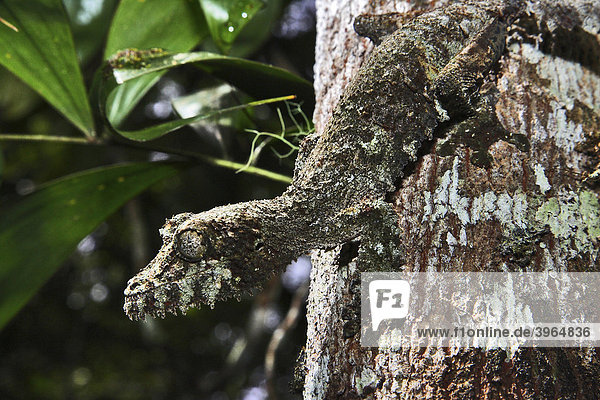 Plattschwanzgecko (Uroplatus fimbriatus)  Madagaskar  Afrika
