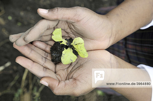 Small lettuce plant  seedling  in the hands of a girl  who is being trained in horticulture as part of an urban agricultural project  slums of Cerro Norte  Bogot·  Columbia