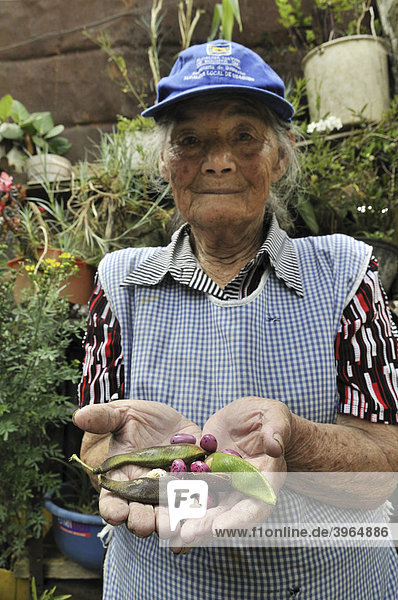Alte Frau mit Bohnen  die sie hinter ihrem Haus angepflanzt hat  Armenviertel Cerro Norte  Bogota  Kolumbien