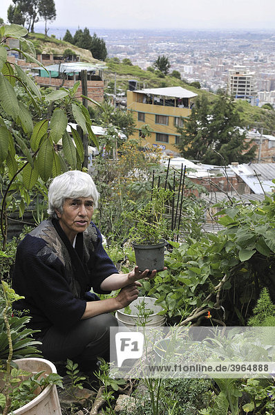 Alte Frau in ihrem Gemüsegarten hinter dem Haus  Projekt zu städtischer Landwirtschaft  Armenviertel Cerro Norte  Bogota  Kolumbien