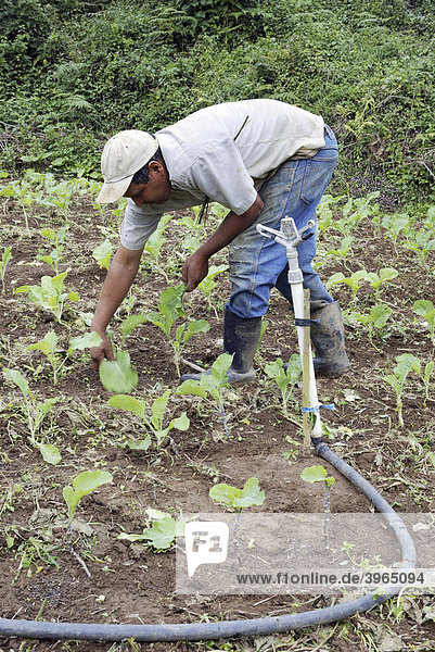 Farmer harvesting cabbage  organic farming  Petropolis  Rio de Janeiro  Brazil  South America