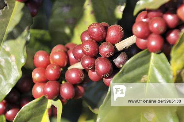 Reife Kaffee-Bohnen auf einer Kaffeeplantage  Uberlandia  Minas Gerais  Brasilien  Südamerika