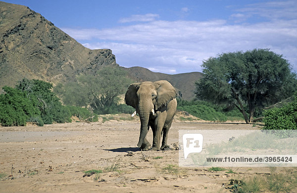Afrikanischer Elefant (Loxodonta africana)  Namibia  Afrika