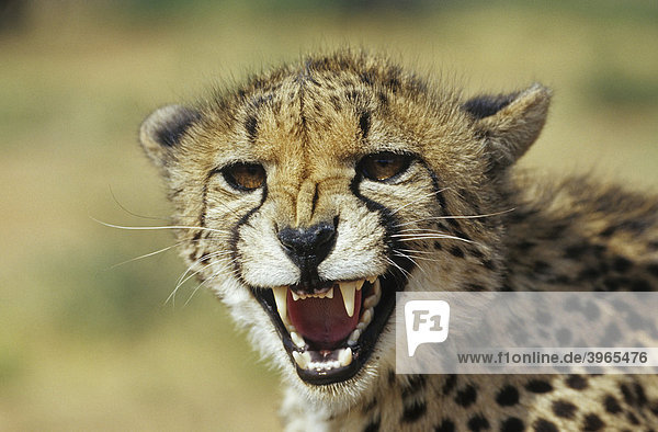 Gepard (Acinonyx jubatus) Namibia Afrika