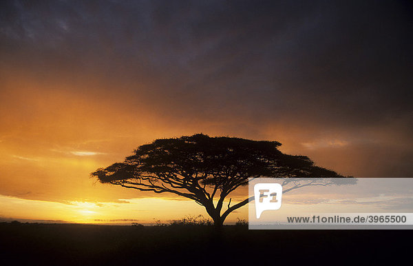 Akazie im Sonnenuntergang  Kenia  Afrika