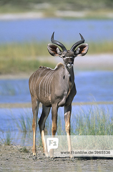 Junger Kudu (Tragelaphus)