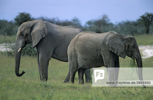 Etosha-Elefanten (Loxodonta africana)  Namibia  Afrika