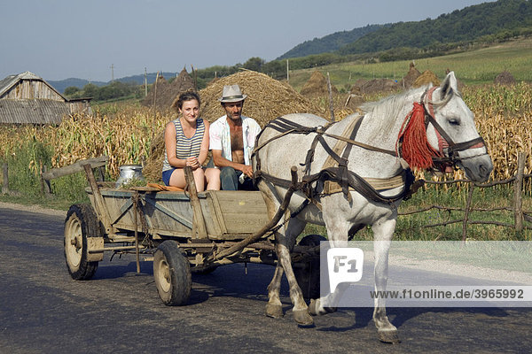 Farmers with a horse cart on a country road  Maramures  Romania