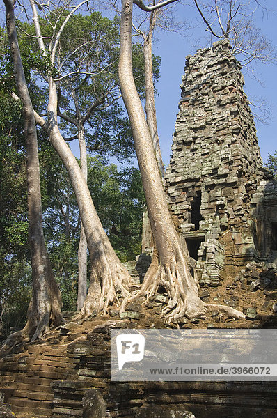 Wurzeln und Bäume überwuchern Ruinen  Preah Palilay Tempel  Angkor Thom  Welterbe der UNESCO  Siem Reap  Kambodscha