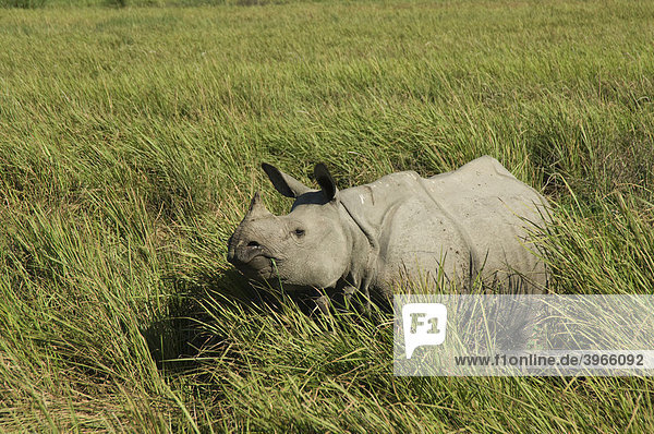 Panzernashorn (Rhinoceros unicornis)  gefährdet  Kaziranga Nationalpark  Assam  Indien