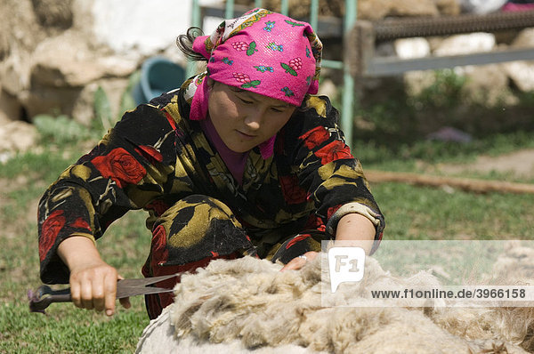 Kasachische Frau schert ein Schaf  Kasachstan