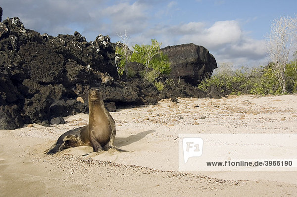 Kalifornischer Seelöwe (Zalophus californianus)  San Cristobal Insel  Galapagosinseln  Welterbe der UNESCO  Ecuador