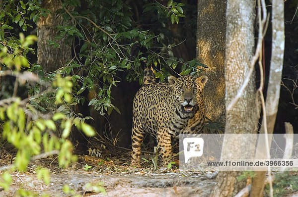 Jaguar (Panthera onca) aus dem Wald kommend  Pantanal  Brasilien
