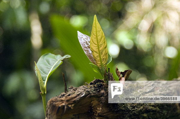 Atlantischer Regenwald  Pflanze wächst auf einem abegestorbenen Baum  Ubatuba  Staat S„o Paulo  Brasilien