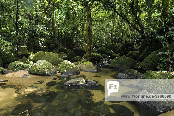 Atlantischer Regenwald  Bach  Ubatuba  Staat S„o Paulo  Brasilien