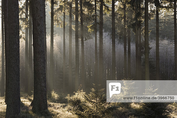 Hohes Venn Naturschutzgebiet im Winter  Nebel über dem Wald  Eupen  Provinz Lüttich  Belgien