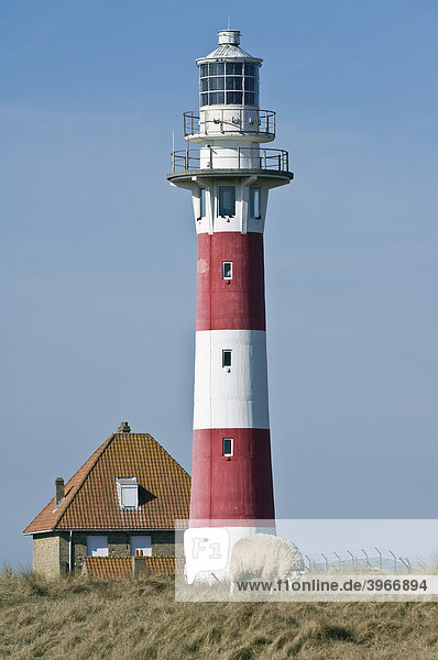 Leuchtturm  Nieuwpoort  Belgische Nordseeküste  Belgien