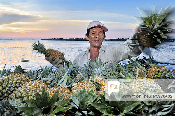 Obsthändler stapelt viele Ananas übereinander  Mekongdelta  Vietnam  Asien