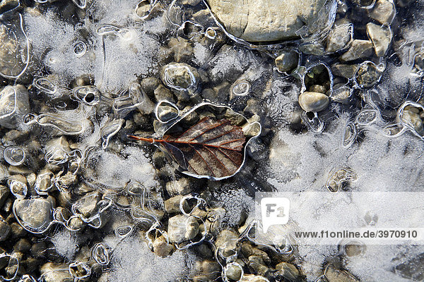 Eis auf Steinen mit Blättern