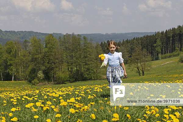 Kind läuft über eine Löwenzahnwiese  Eurasburg  Oberbayern  Bayern  Deutschland  Europa
