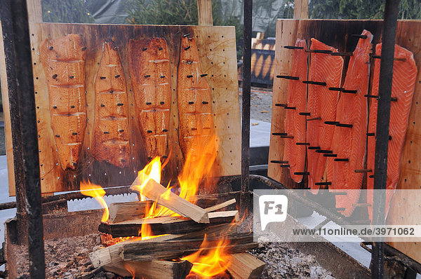 Lachs-Filets werden über offenem Feuer geräuchtert ...