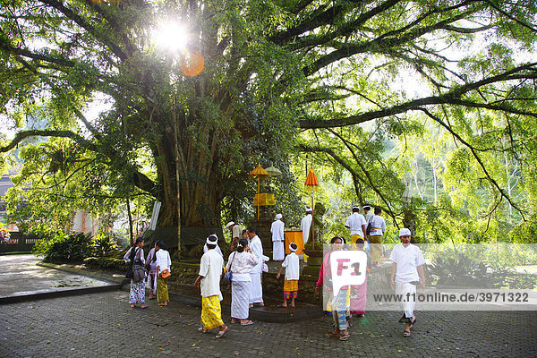 Heiliger Baum (Ficus religiosa)  Tirta Empul  im Morgenlicht  Bali  Republik Indonesien  Südostasien