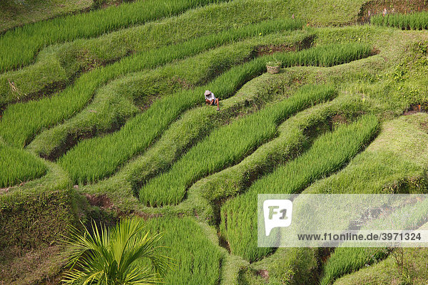 Paddy fields near Tegal Lalang  Bali  Republic of Indonesia  Southeast Asia