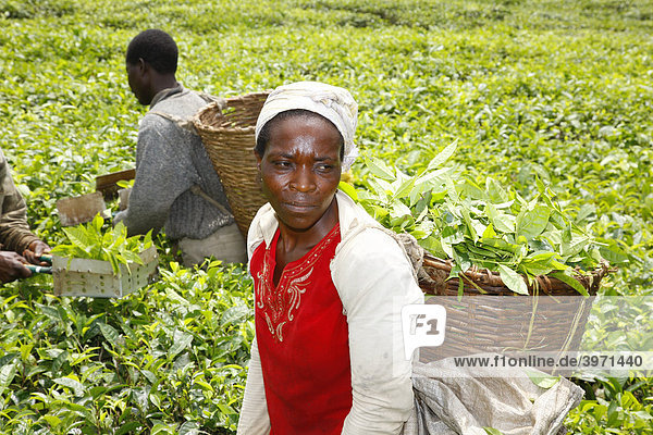Teepflücker  Teeplantage am Mount Cameroun  Buea  Kamerun  Afrika