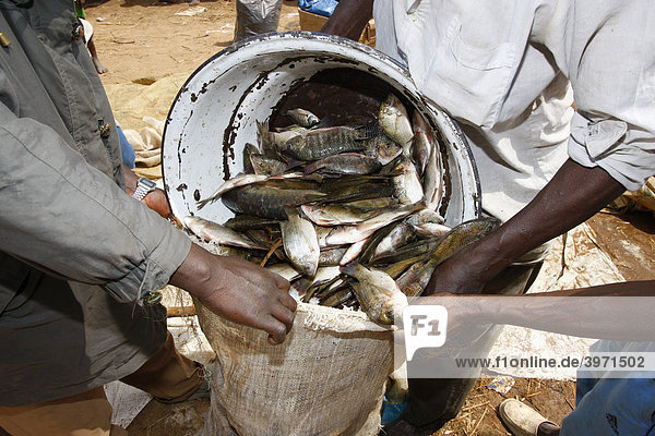 Fish catch being packed into bag at Lagdo Lake  northern Cameroon  Africa