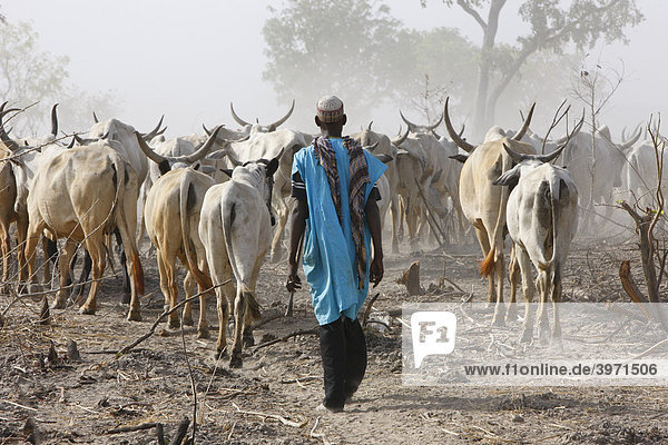 Hirte und Zebu-Rinder Herde  am Lagdo See  Nordkamerun  Kamerun  Afrika