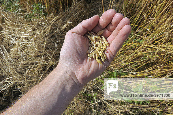 Oats (Avena)  ready for harvesting  man holding oats in his hand  Upper Bavaria  Bavaria  Germany  Europe