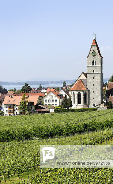 Weinanbau  Weinberg bei Hagnau am Bodensee  Baden-Württemberg  Deutschland  Europa