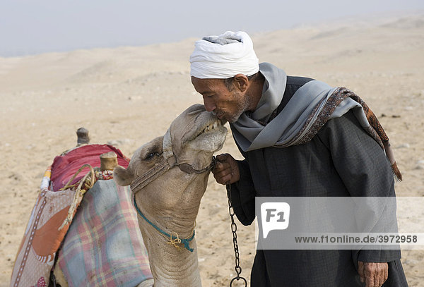 Kameltreiber küsst sein Kamel  Kamel liegt im Sand  Wüste bei Kairo  Ägypten  Afrika