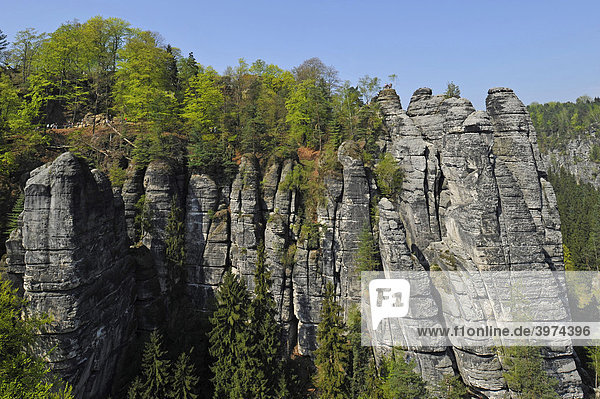 Felsformationen der Bastei  Sächsische Schweiz  Elbsandsteingebirge Freistaat Sachsen  Deutschland  Europa