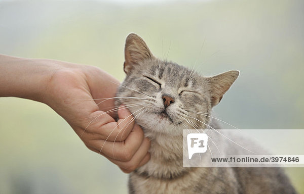 Tierliebe  getigerte Katze genießt Streicheleinheiten