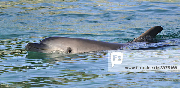 Delfin  Hervey Bay  Queensland  Australien