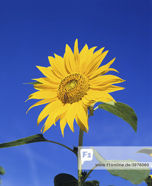 Sunflower (Helianthus annuus) blossom
